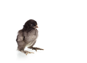 newborn baby chicken isolated on white background