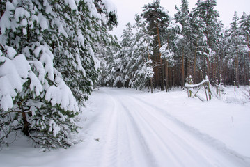Wald im Winter - forest in winter 40