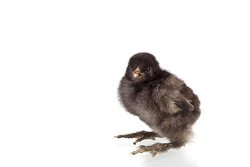 newborn baby chicken isolated on white background
