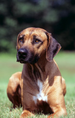Rhodesian Ridgeback allong&eacute; dans l'herbe