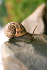 chiocciola