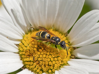 Lehmwespe mit Beute