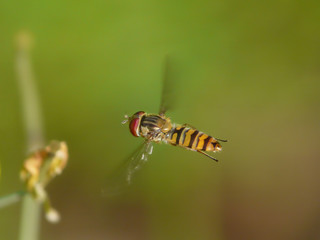 Hainschwebfliege im Standflug