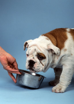 110 Best Bulldog Anglais Images Stock Photos Vectors Adobe Stock