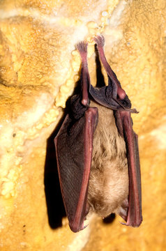 Bat