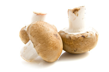 Three mushrooms