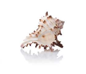 sea shell on white background