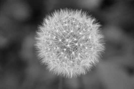 Pusteblume als Symbol f&uuml;r ie Verg&auml;nglichkeit S/W