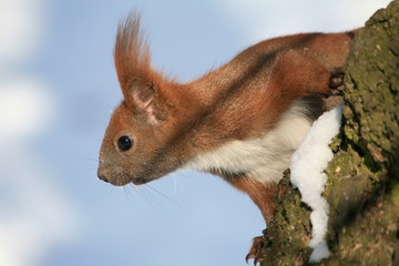Red squirrel