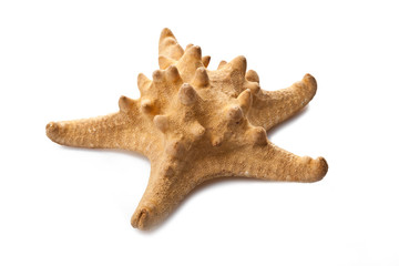 one sea star isolated in white background