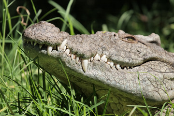 Obraz premium Crocodile grin