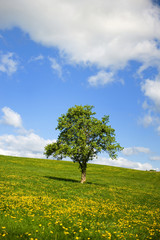 Grass fields with clouds in the sky