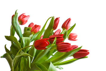 bouquet of the tulips
