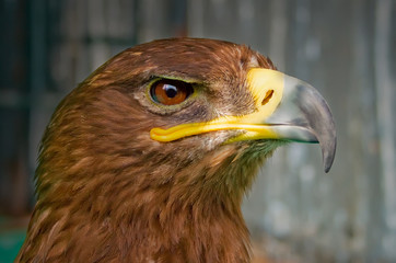 Eagle head portrait