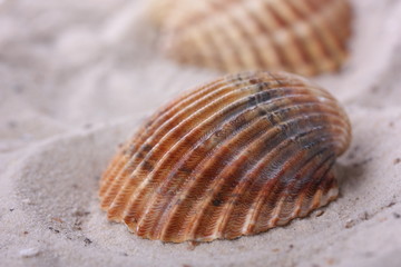 muschel im sand II