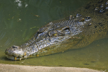 An Australian estuarine crocodile