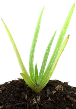 jeune aloe vera fond blanc