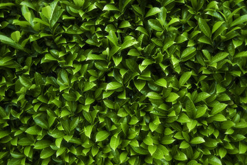 Fototapeta na wymiar Green Leaves Background 2