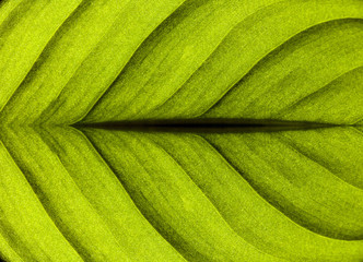 Leaf texture