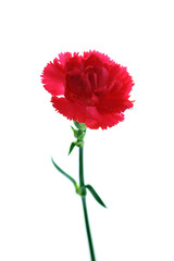 Red carnation