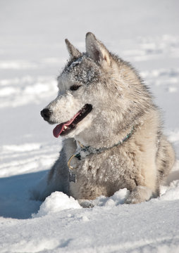 siberian husky dog lying in the snow outdoors