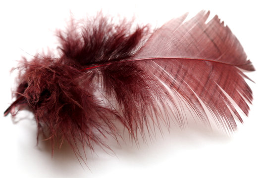 plume duveteuse