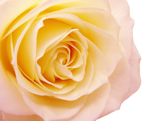 pink and yellow rose heart closeup