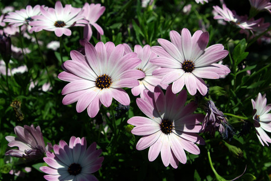 fleurs