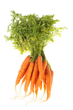 bunch of carrots isolated on white