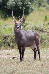 Obraz premium Antilope Africana Maschio