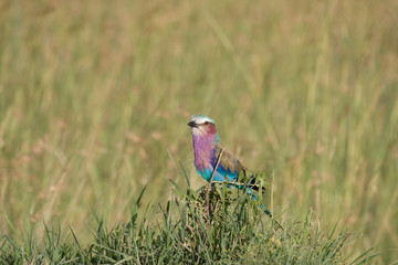 Ghiandaia pettolilla