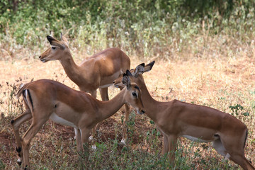 Gazzelle di Grant