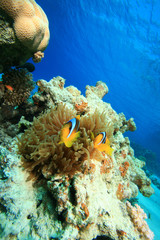 Fototapeta na wymiar Bubble Anemone with Red Sea Anemonefishes