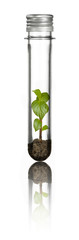 new plant in a tube