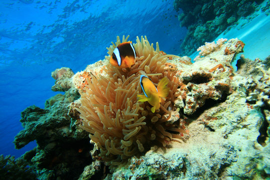 Red Sea Anemonefish (Amphiprion bicinctus) in Bubble Anemone