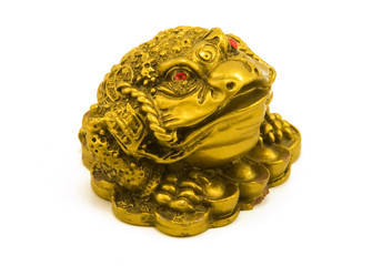 Golden frog (with clipping path)