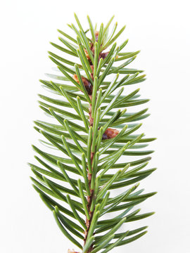 Pine Twig