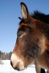 Fototapeta premium Ponyprofil