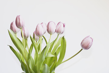 tulpen vor Weiss