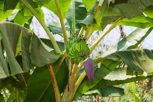 Bananenbaum mit Bananen