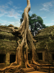 Giant trees over Ta Prohm temple in Angkor Wat, Cambodia