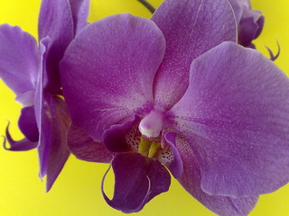 Orchidee