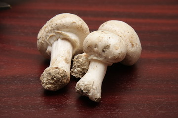 champignons de paris