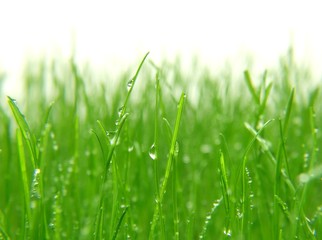 green grass with water drops