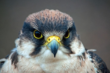 Falcon