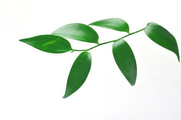 Branch of green leaves