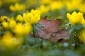 Gelbes Buschwindröschen
