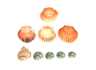 sea shells on white background