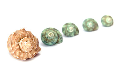 sea shells on white background