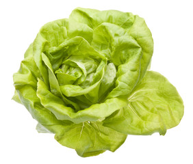 Hydroponic Bibb Lettuce